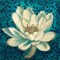 Water Lilly on Teal by Patricia Pinto 24" x 24" Canvas Wall Art